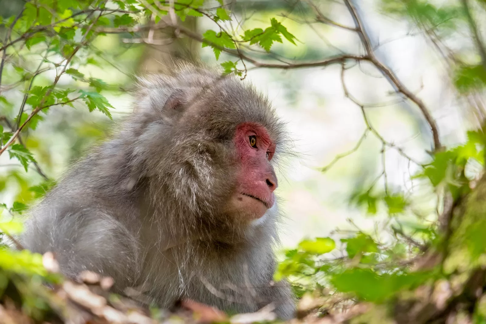 Monkey in a tree in Japan