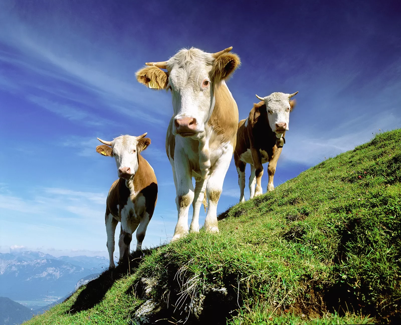 Three cows on hillside, looking at camera.