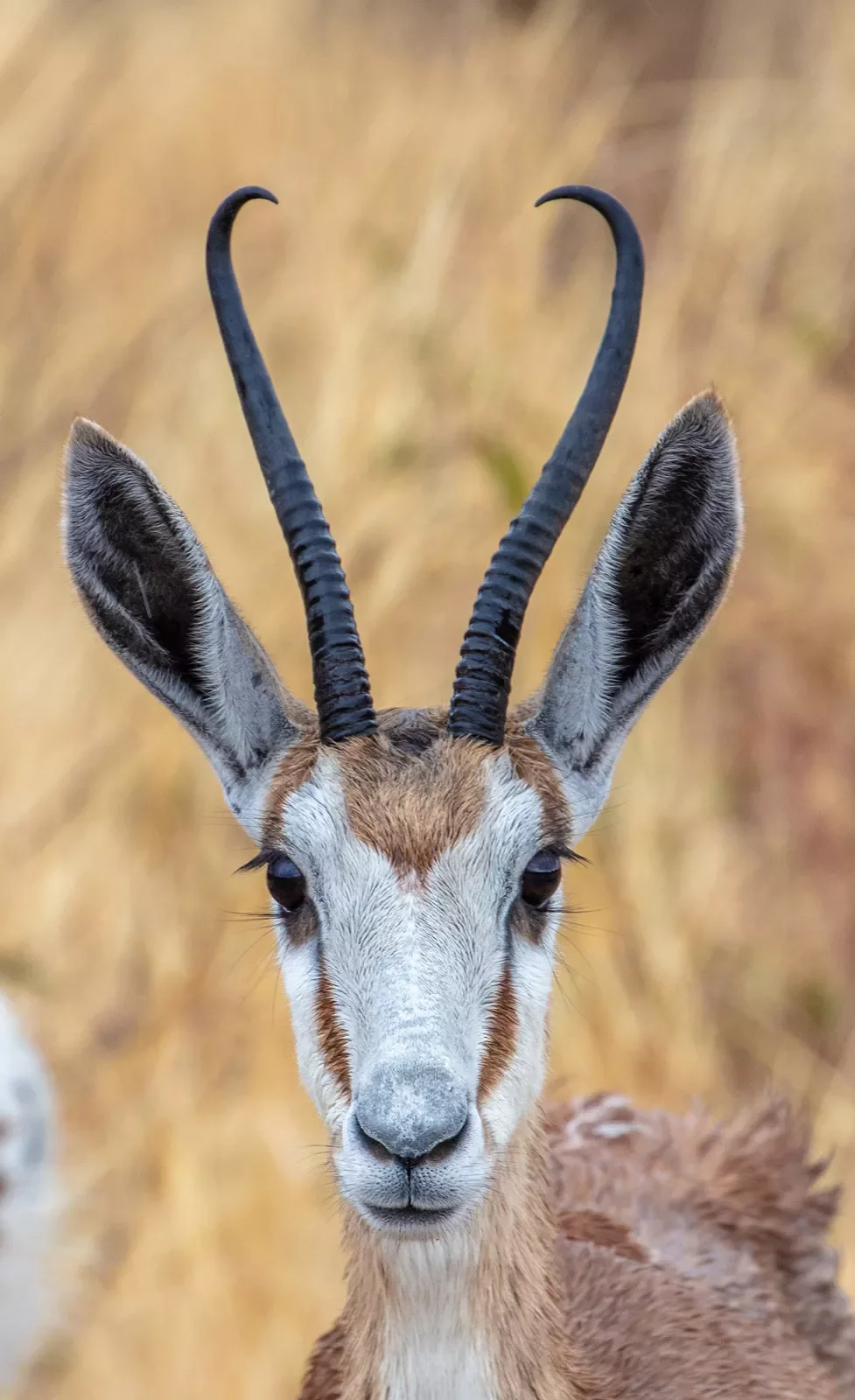 Springbok portrait