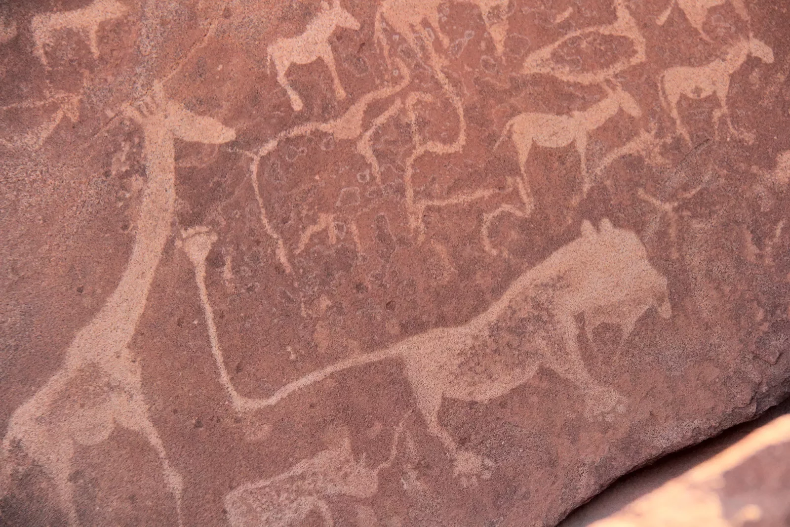 Cave drawings mostly of animals