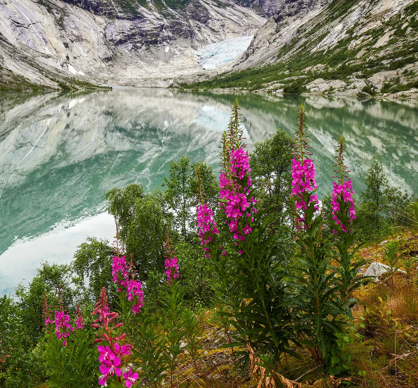 View of mountain reflecting in lake with pink wildflowers in the foreground.