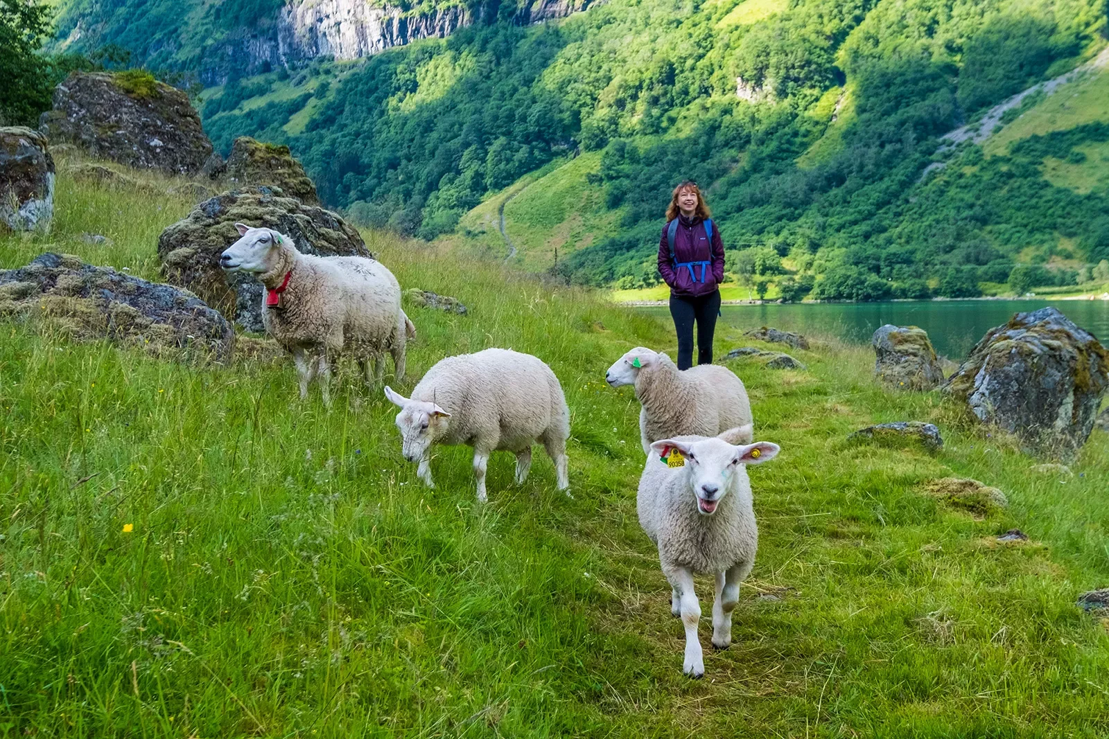 Woman being led down a path by four sheep.