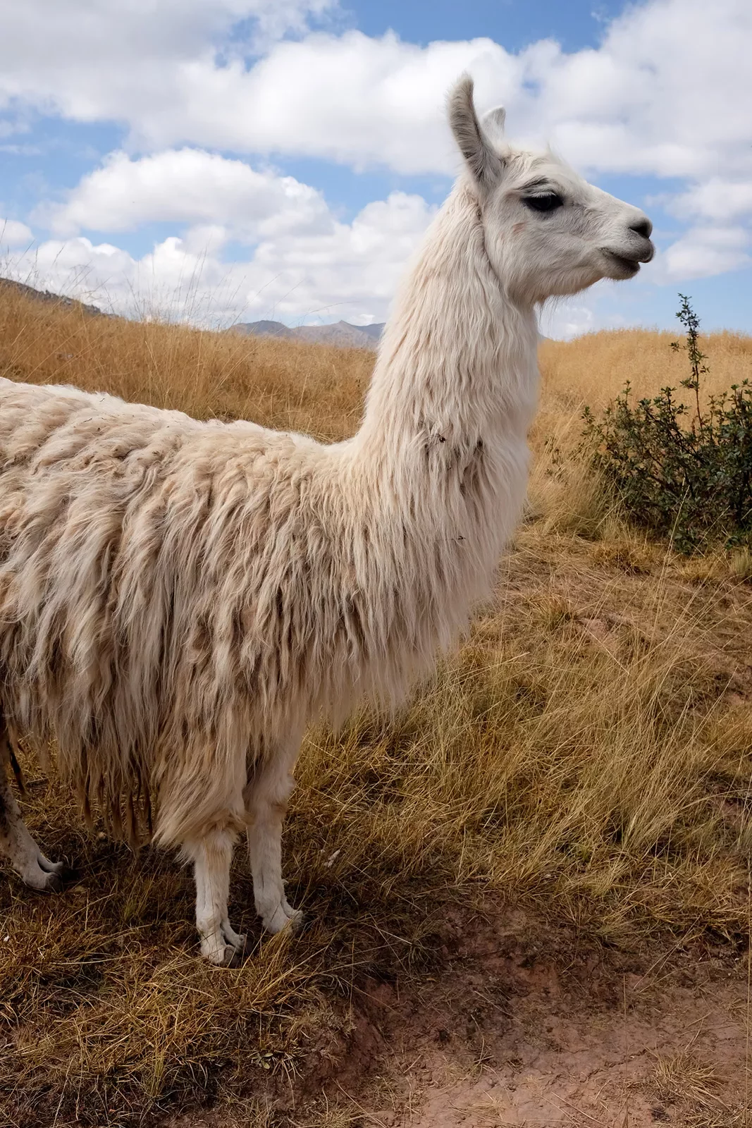 Close-up of white fur llama.
