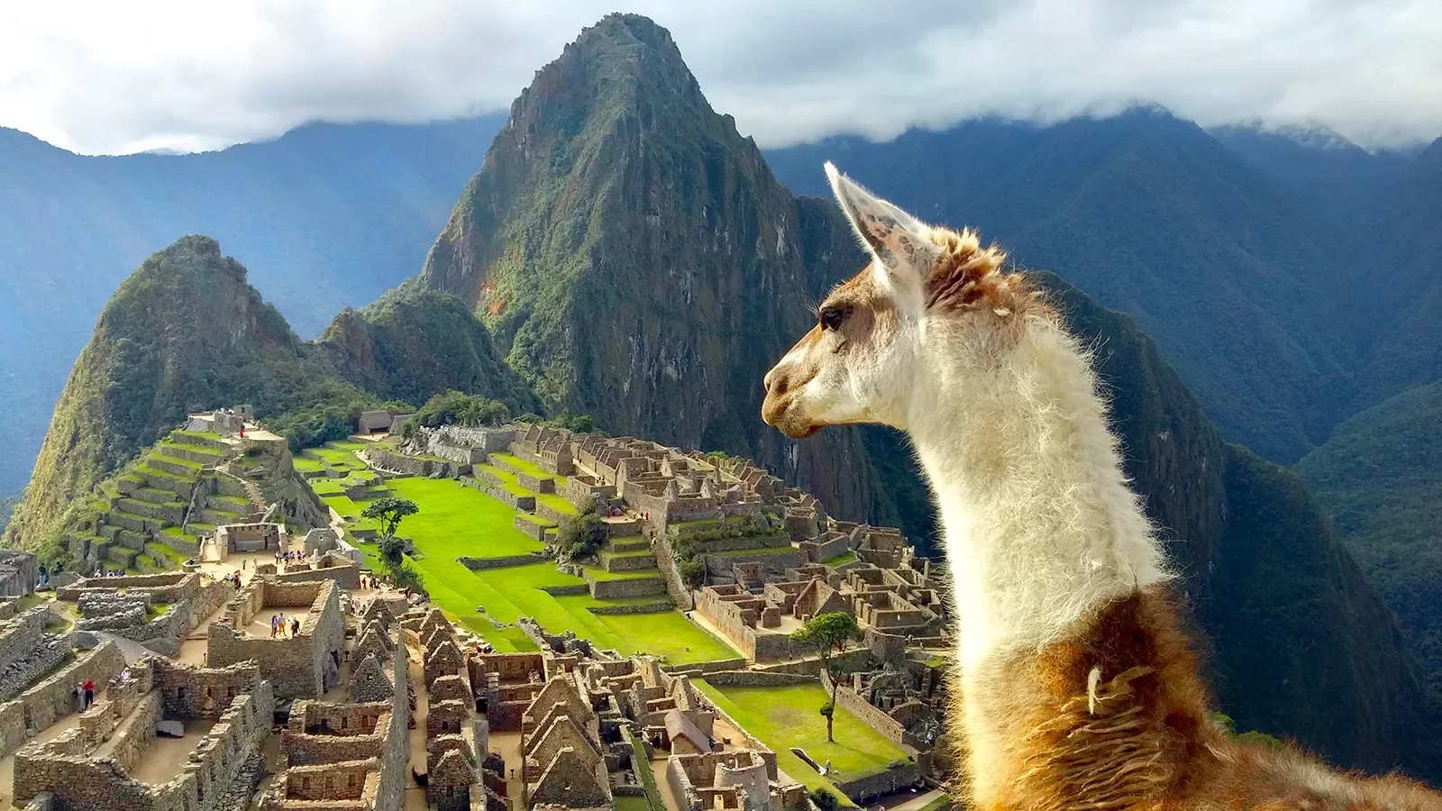 Over the shoulder shot of llama overlooking Machu Picchu.