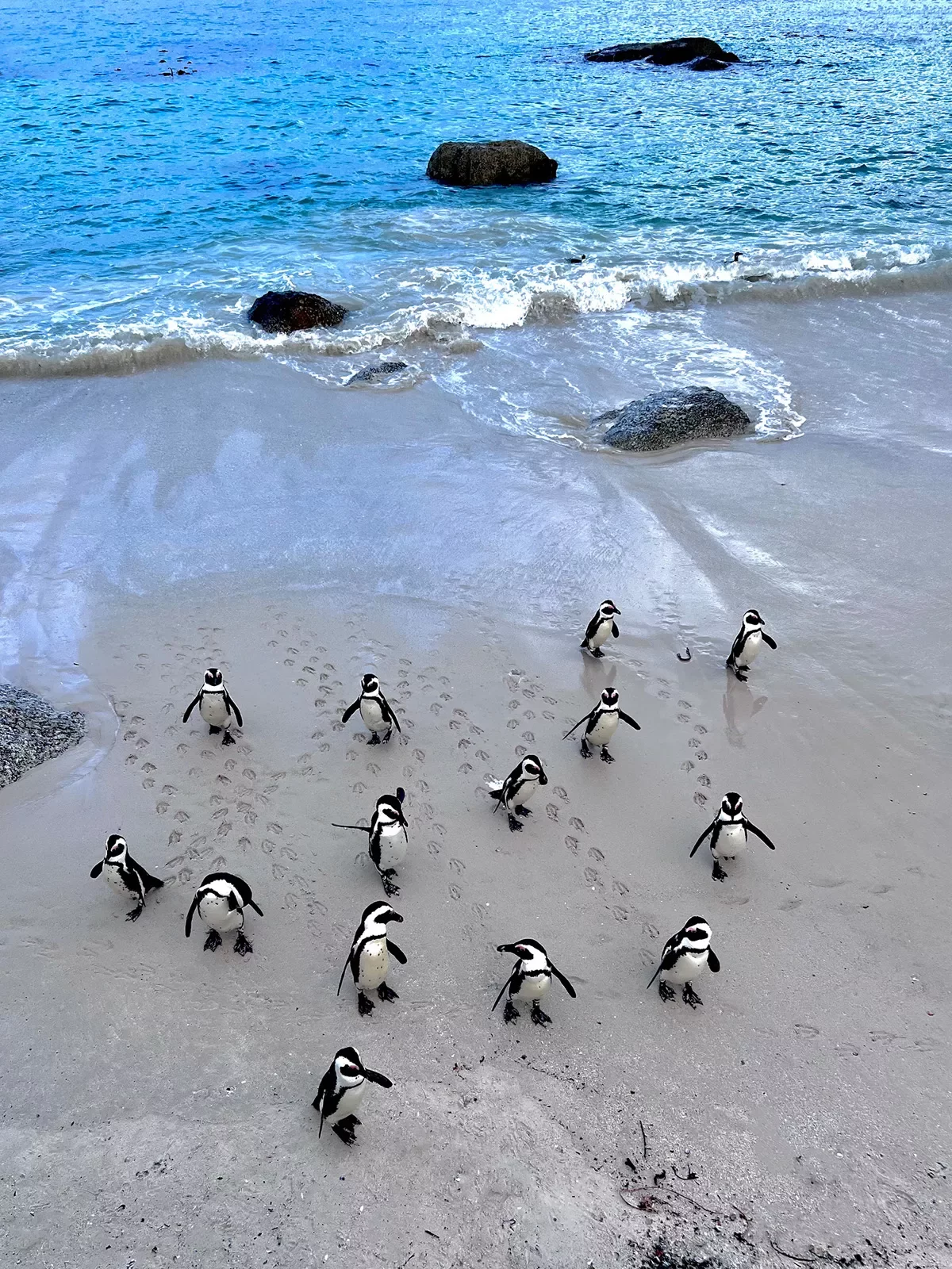 Penguins walking ashore