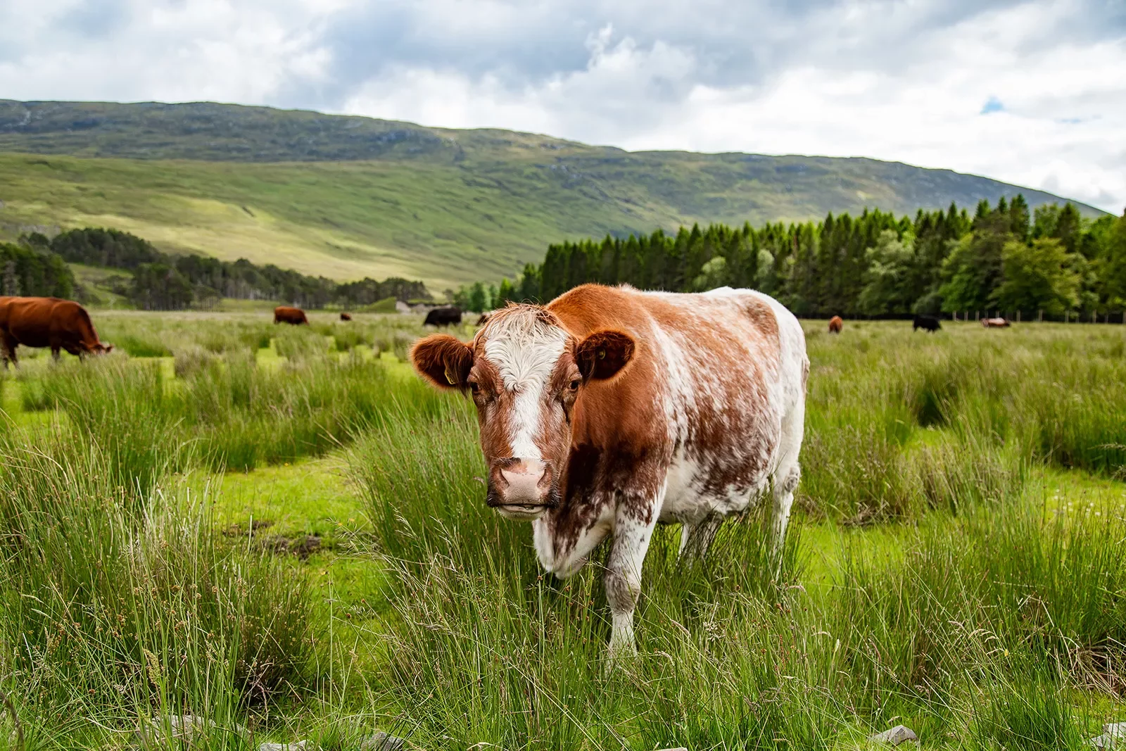 Cows Hills Scotland