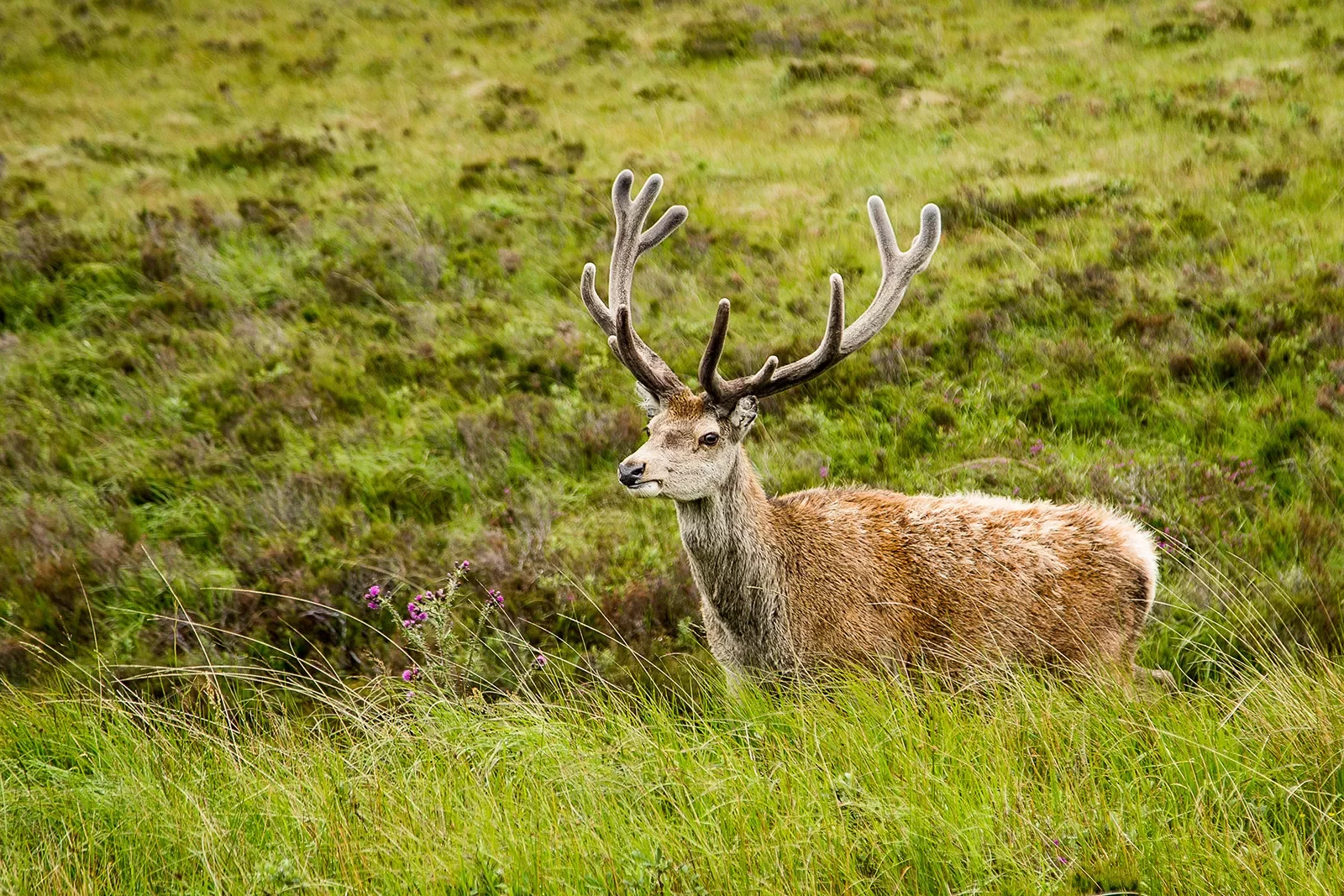 Red Stag Scotland