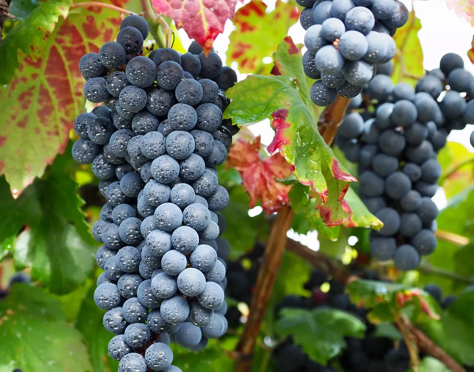 Close-up of red wine grapes.