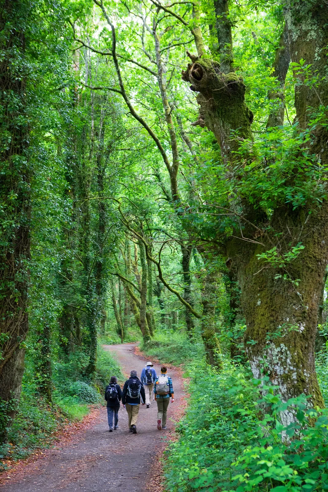 Four guests walking through verdant forest trail, tall trees around.