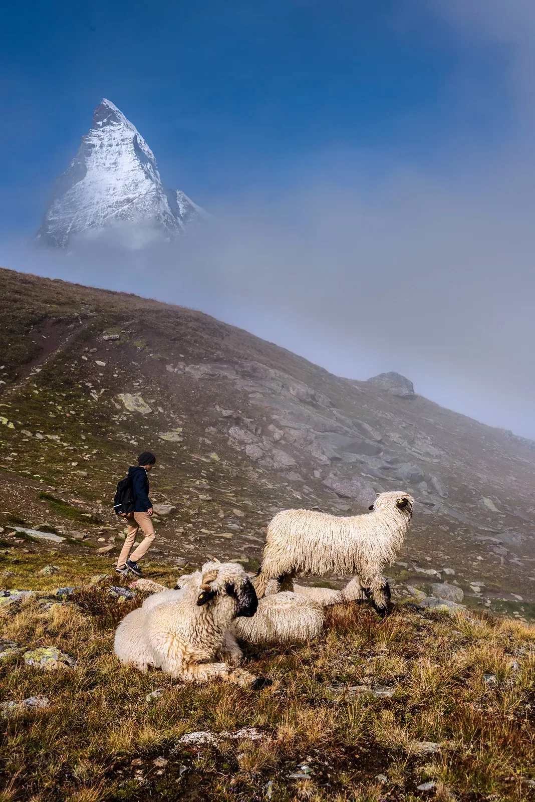 Guest walking past small herd of Blacknose Sheep, mountain peak in distance.