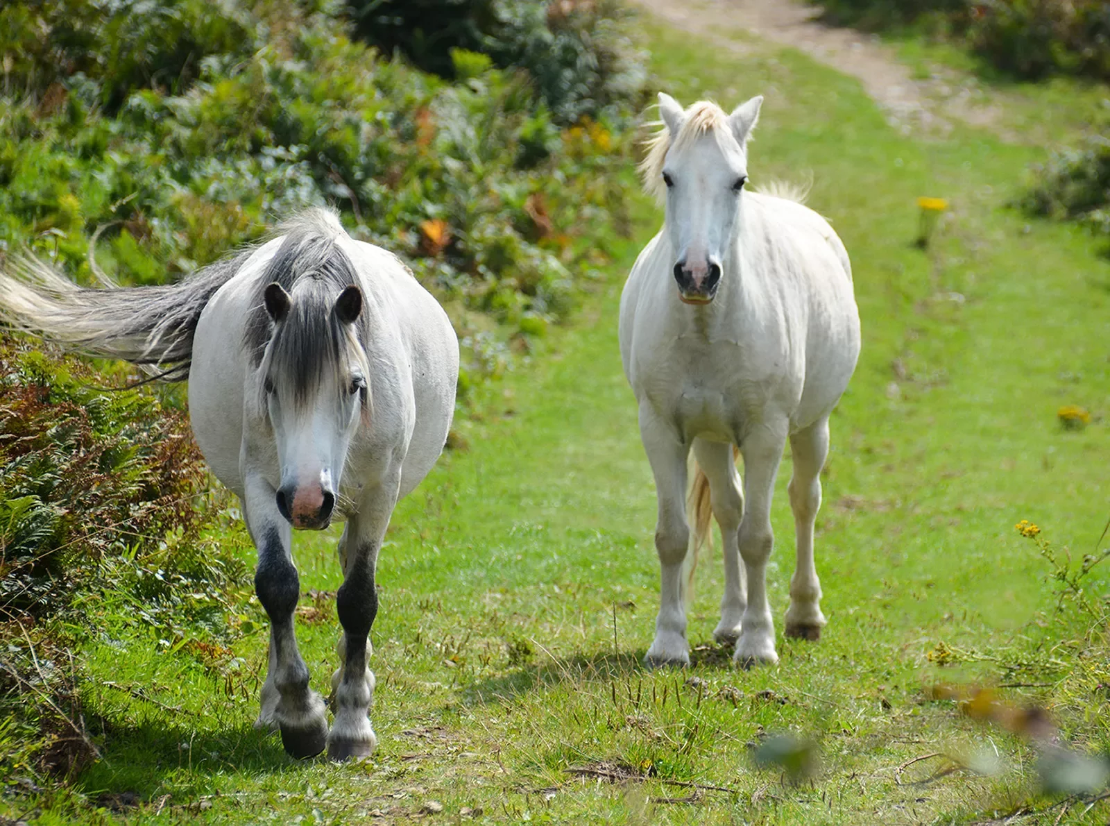 Horses Wales