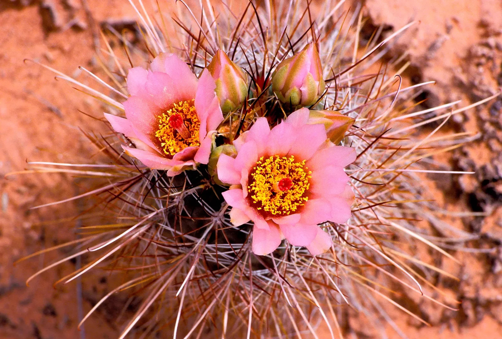 Close-up of cactus flower.