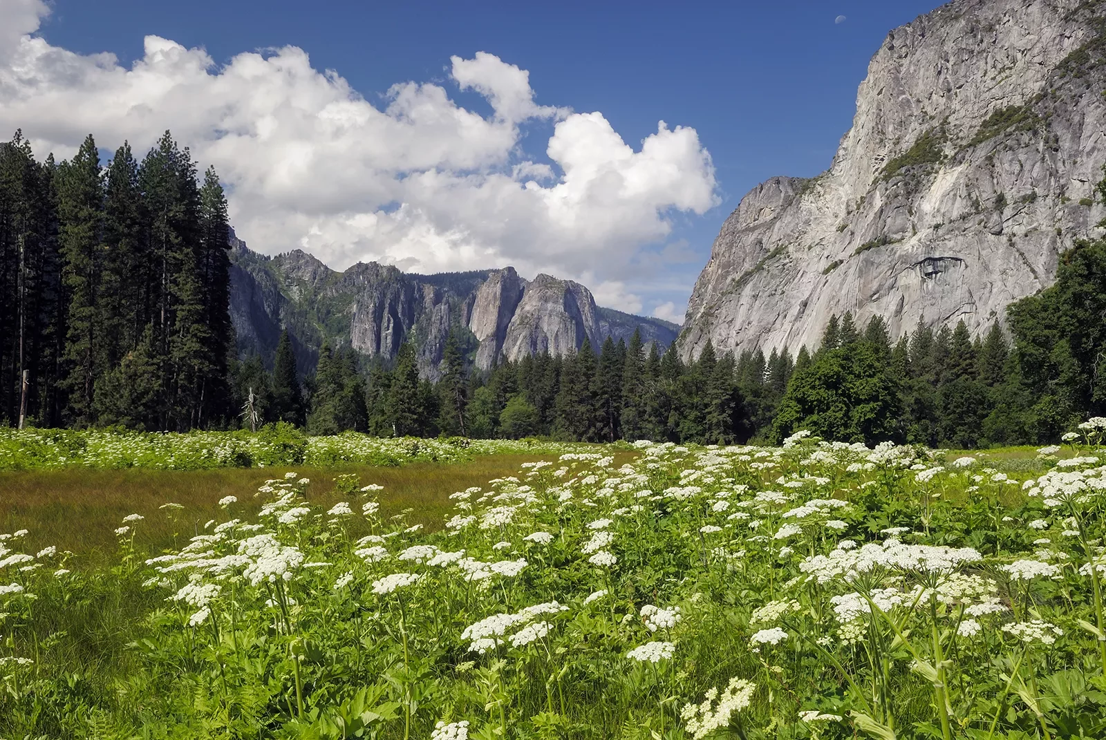 Wide shot of flowery meadow, mountains in background.