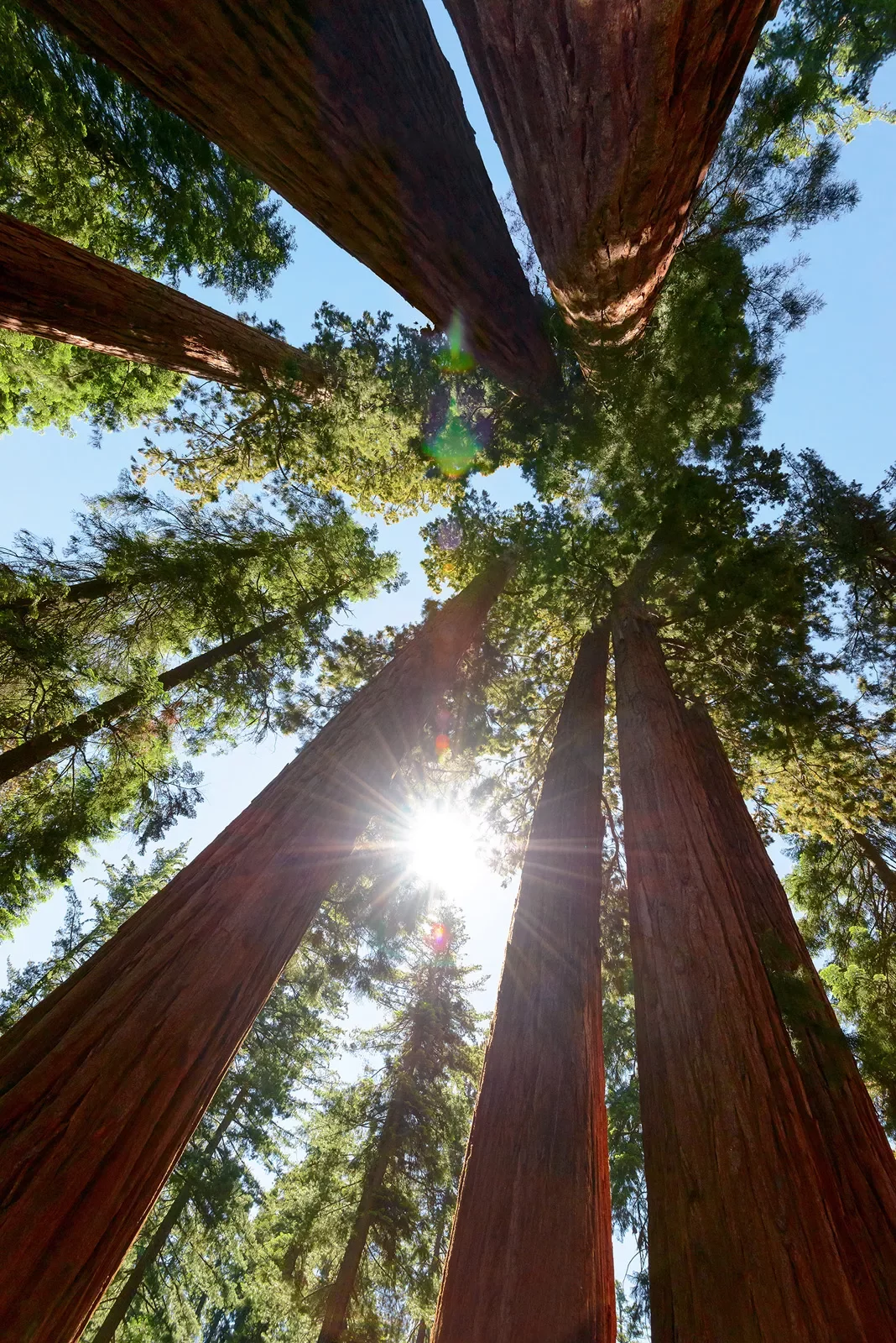 POV shot, looking up through redwood forest, sun.