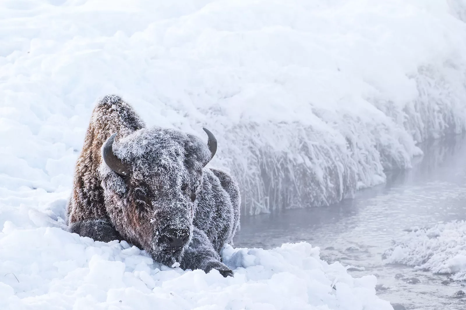 Snow covered bison enjoying a rest