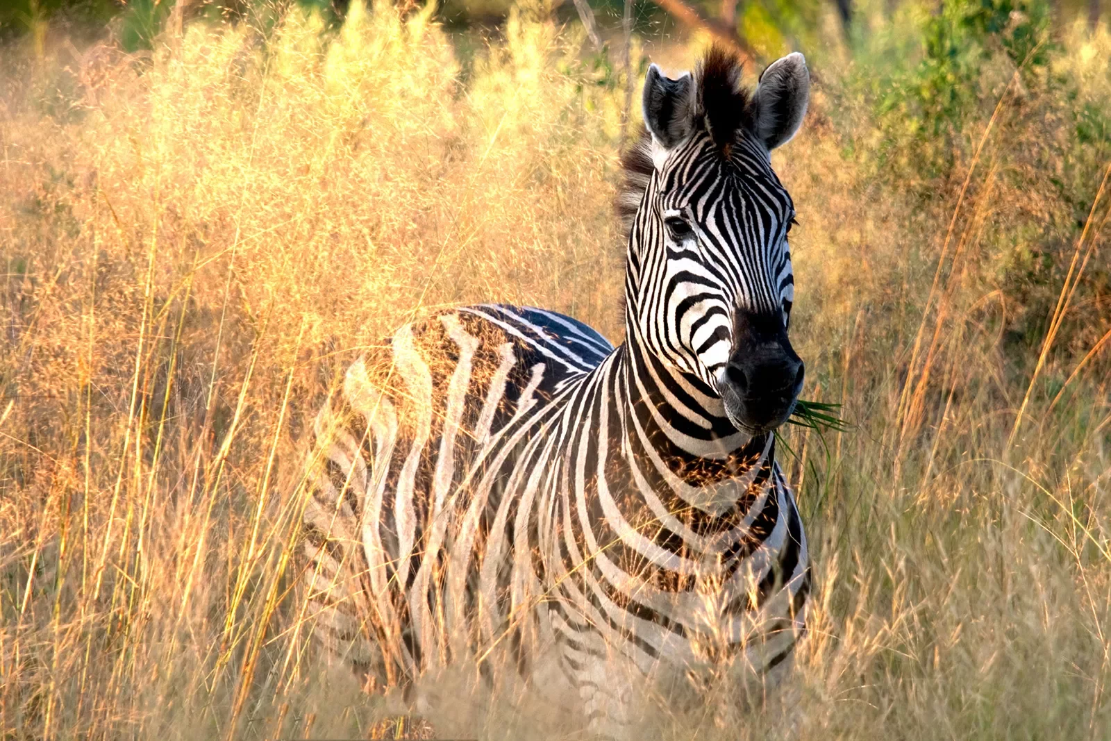 Zebra in tall grass