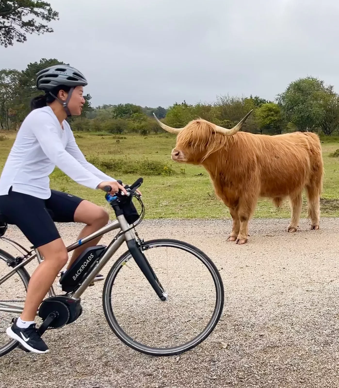 Female biker in front of highland cattle
