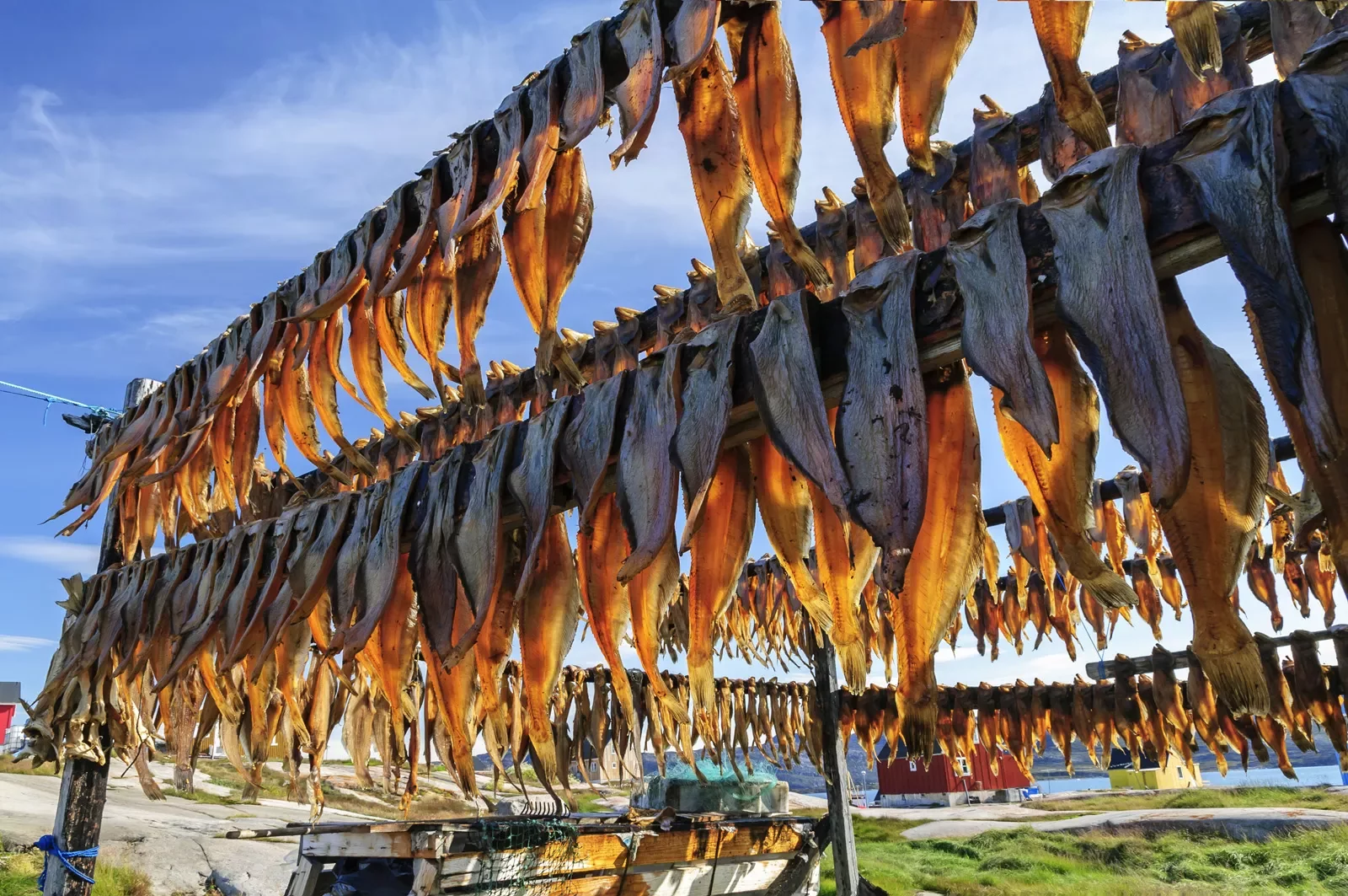 Fish drying on large drying racks