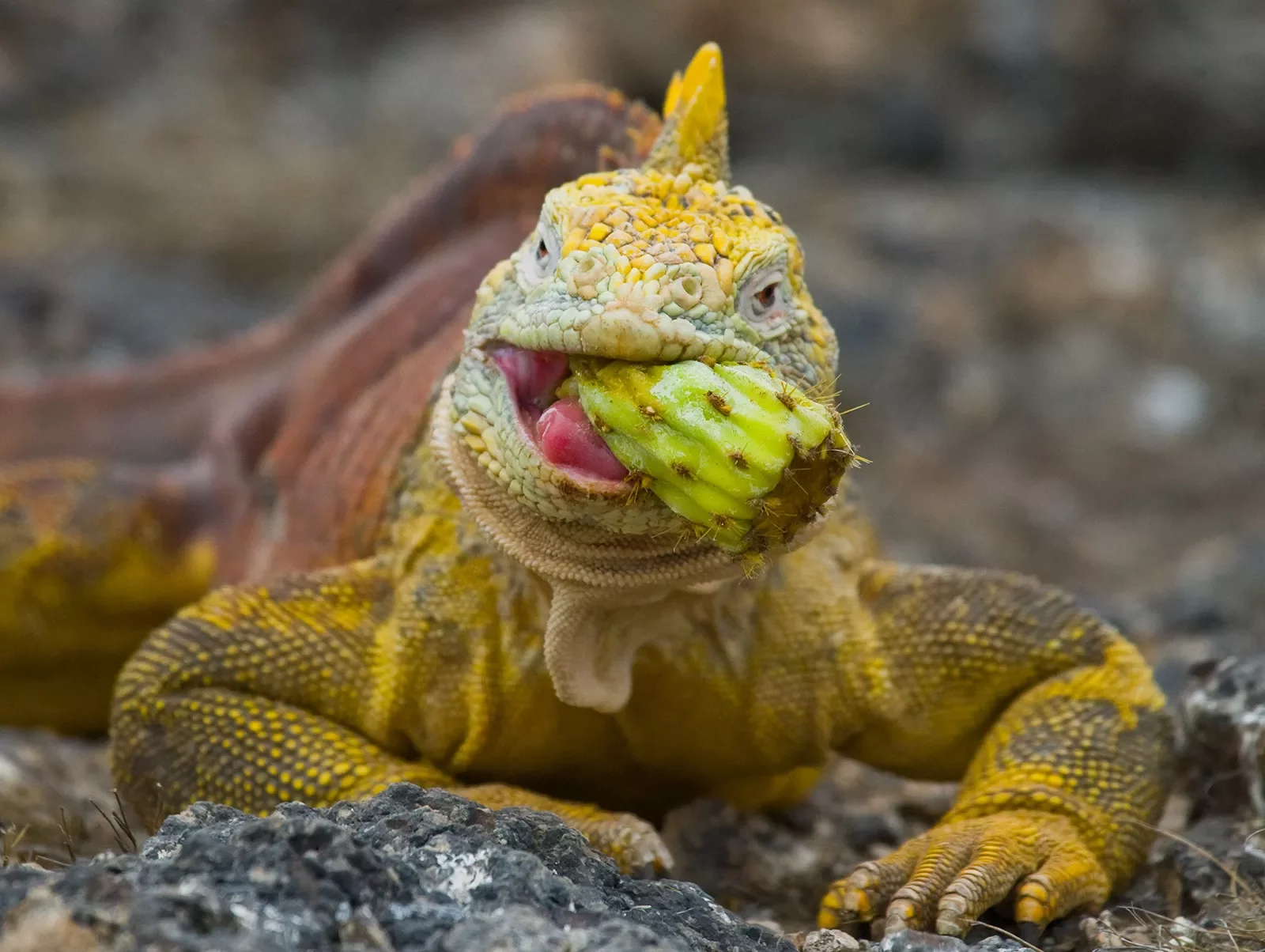 Lizard eating