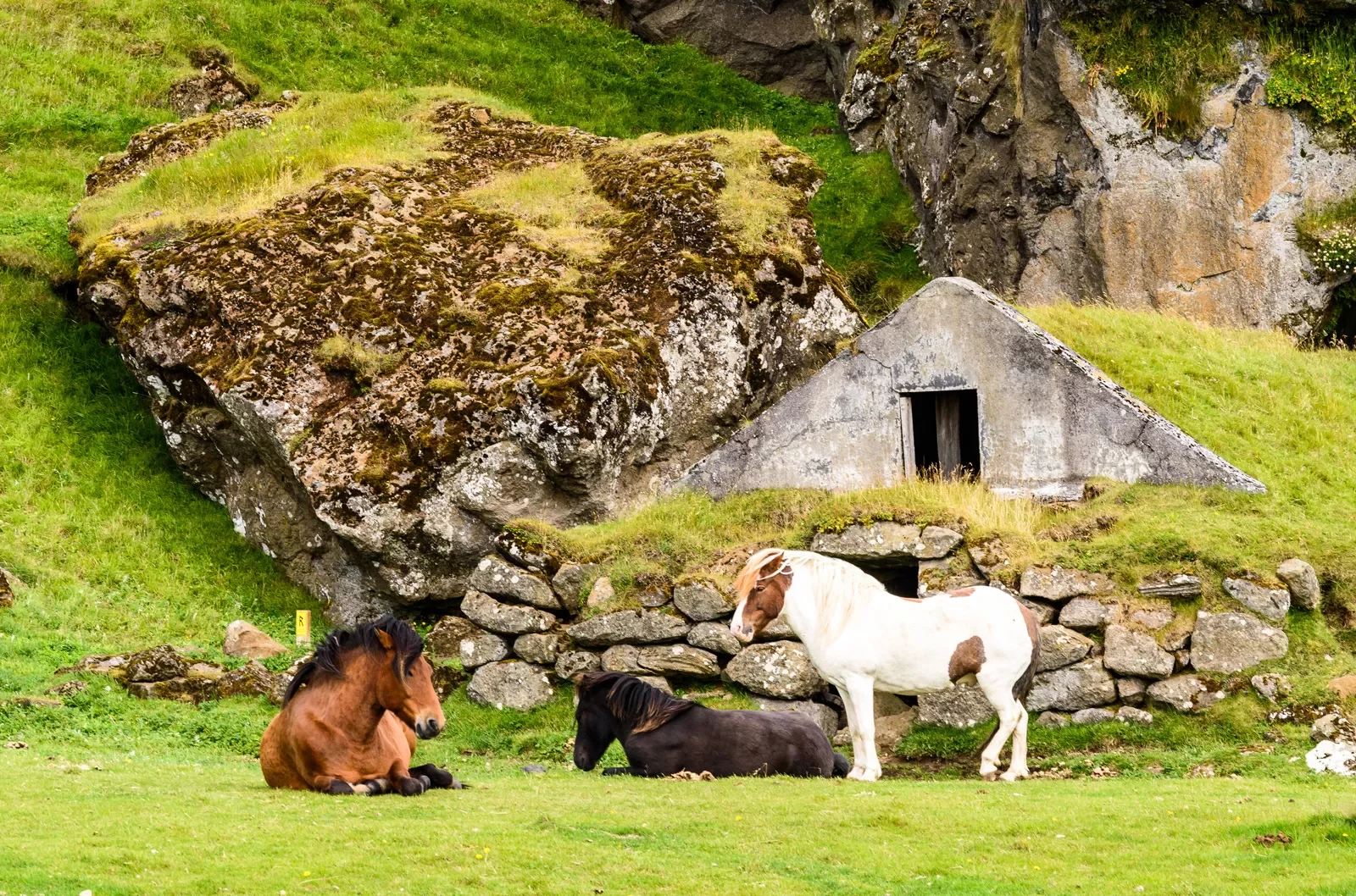 Ponies resting on a grassy field