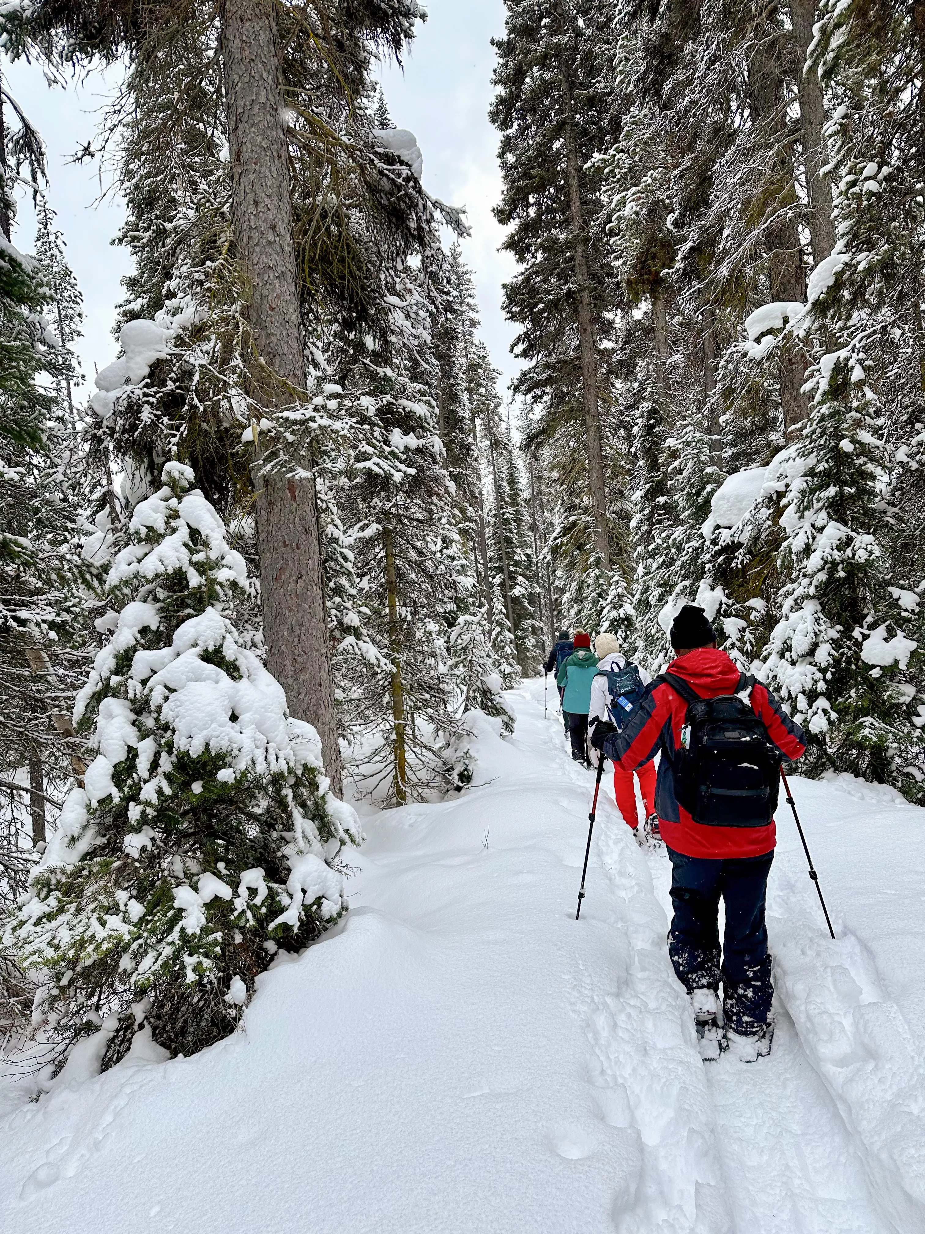 People in snowshoes walk through a narrow tree lined path