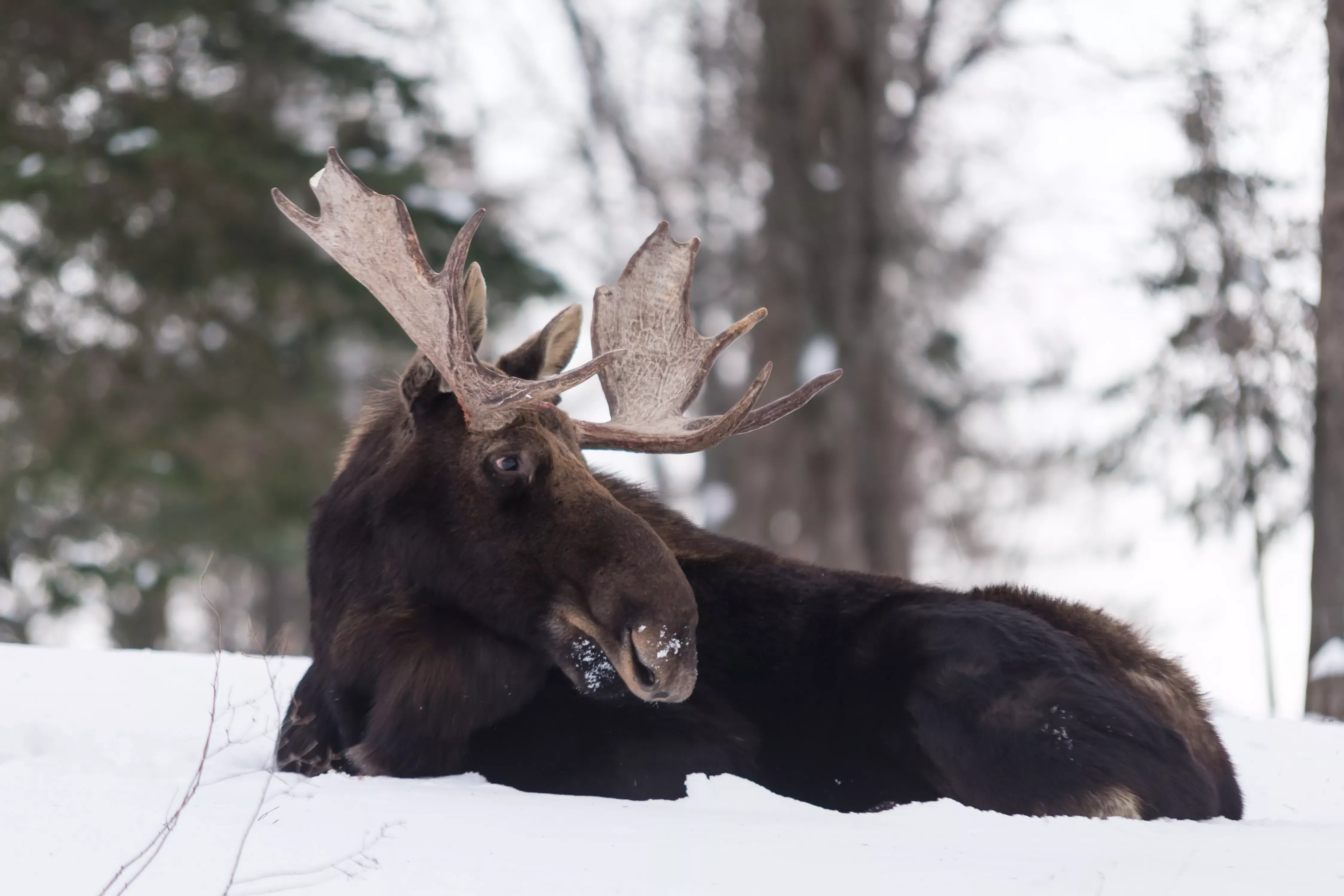A moose lays in the snow