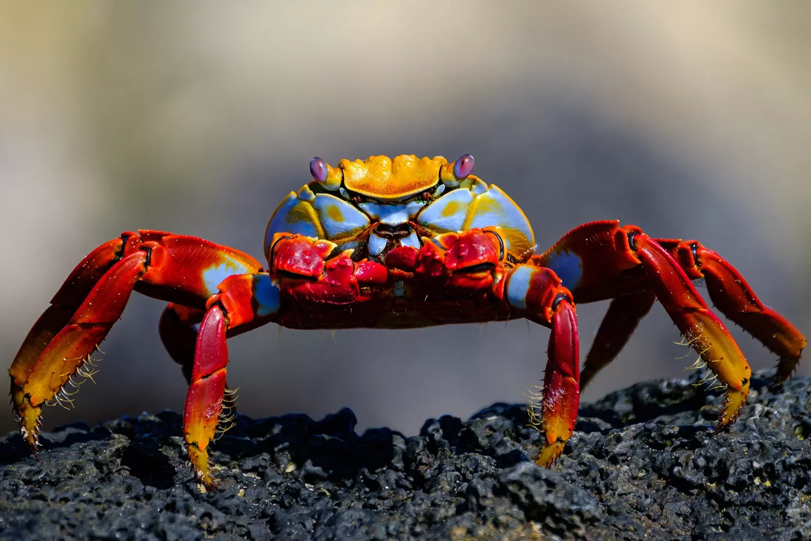 Closeup of a crab