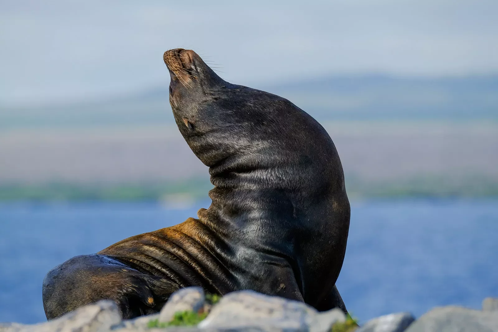 Seal stretching on a rock