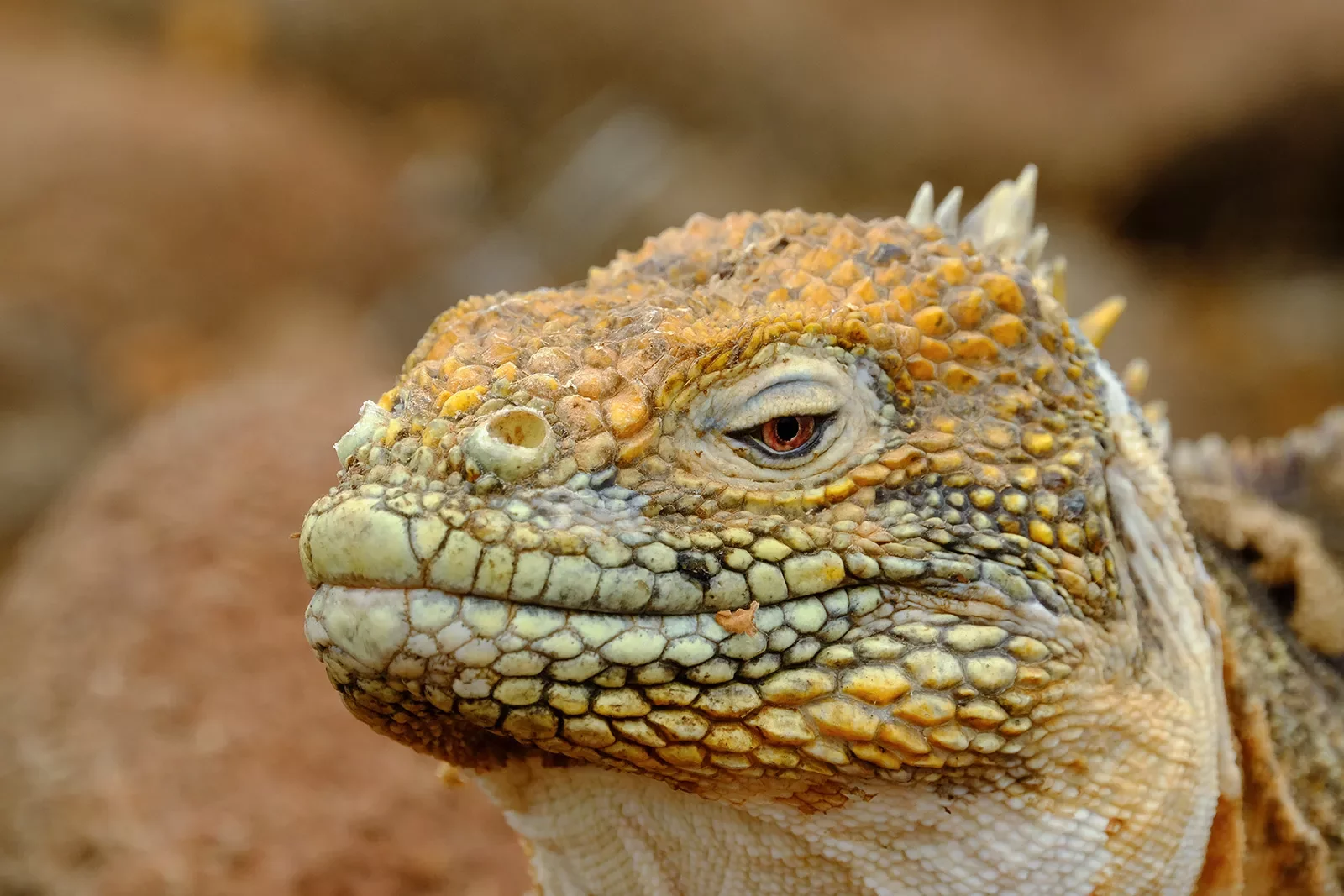 Reptile's face