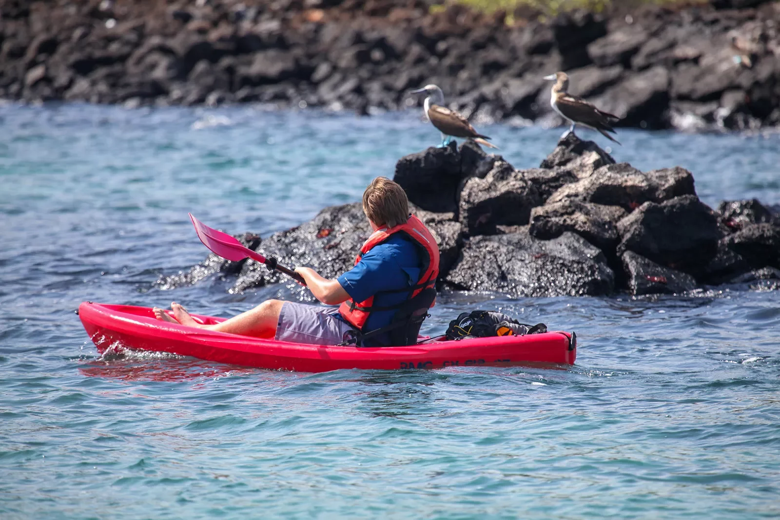 Kayaker floating by birds