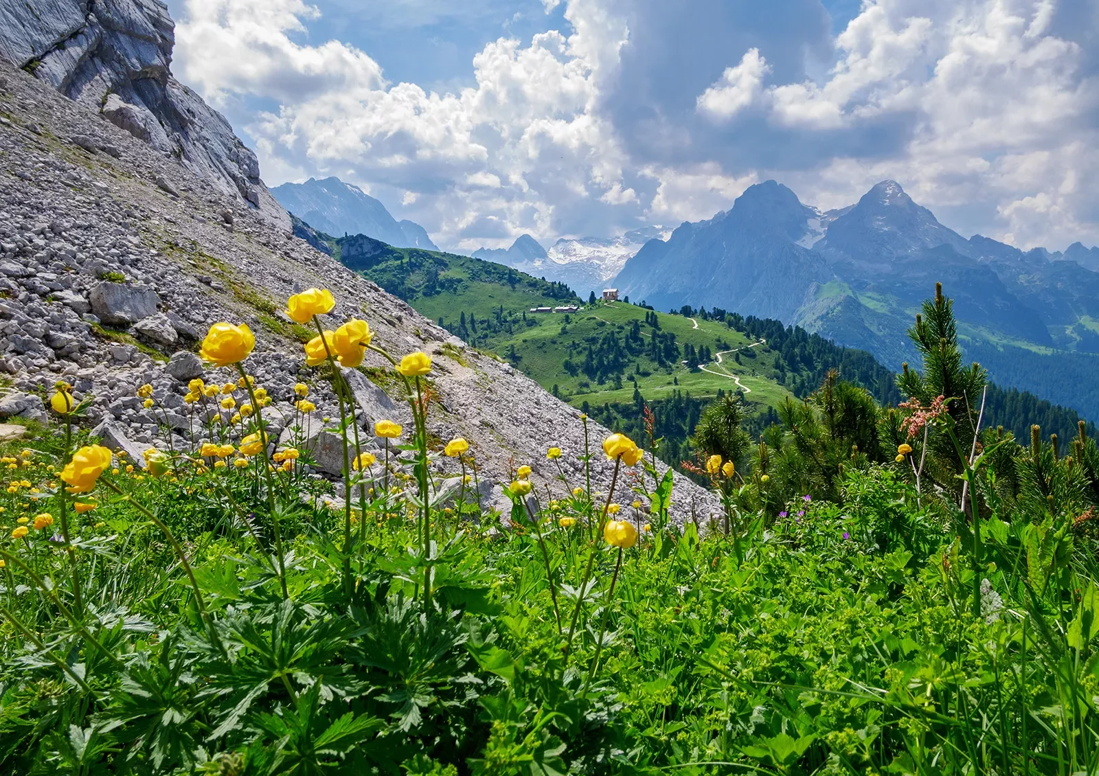 Yellow flowers surrounded by weeds along a rocky hillside
