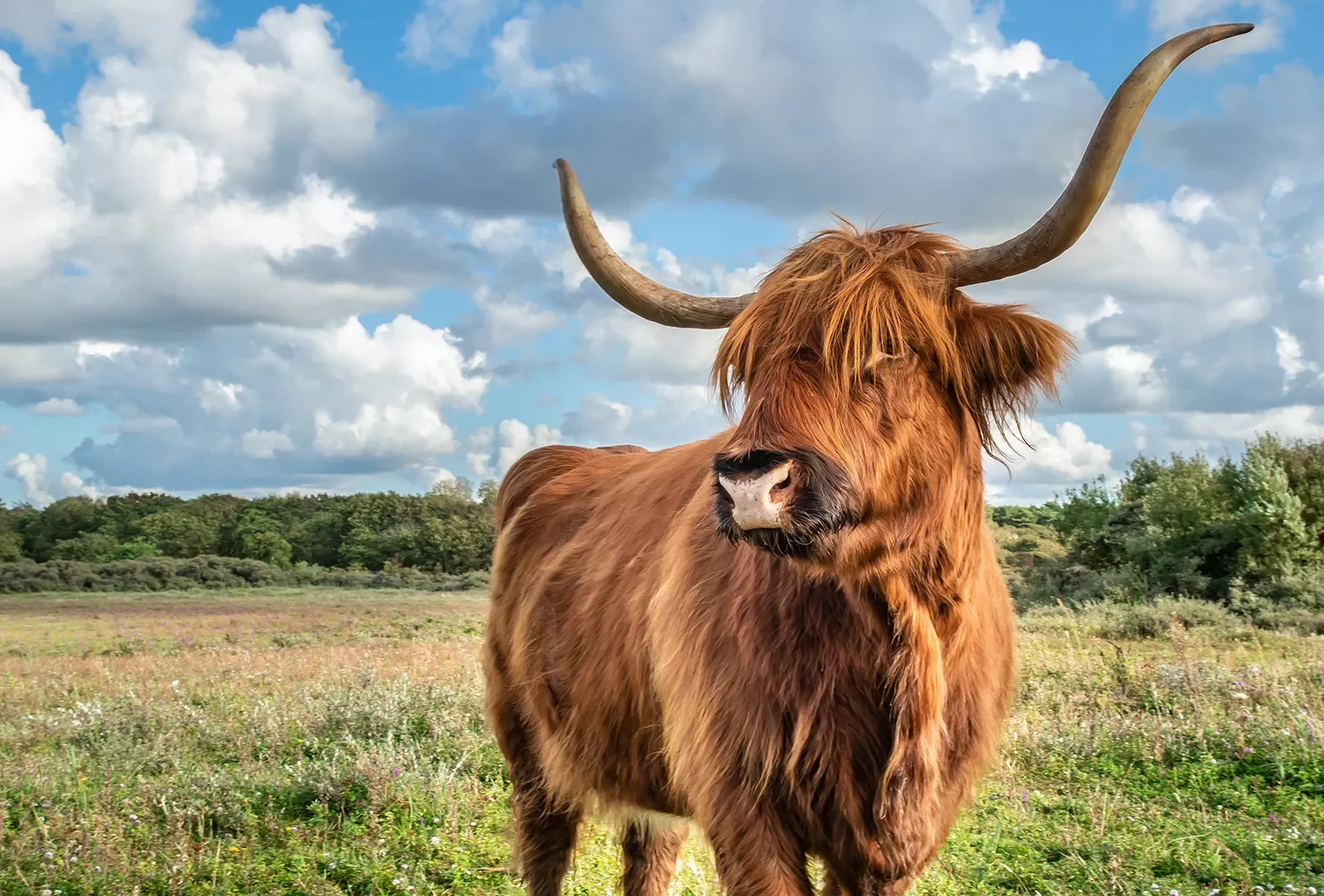 Longhorn cow in a grassy field