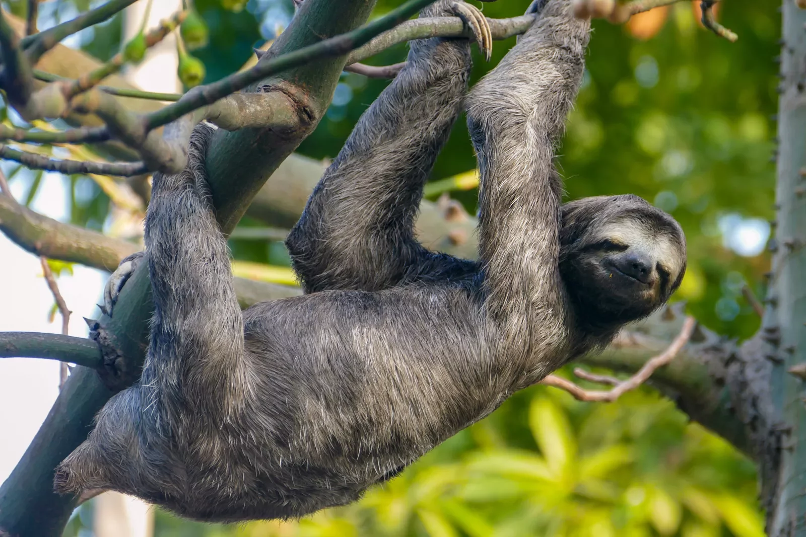 Sloth hangs from a branch