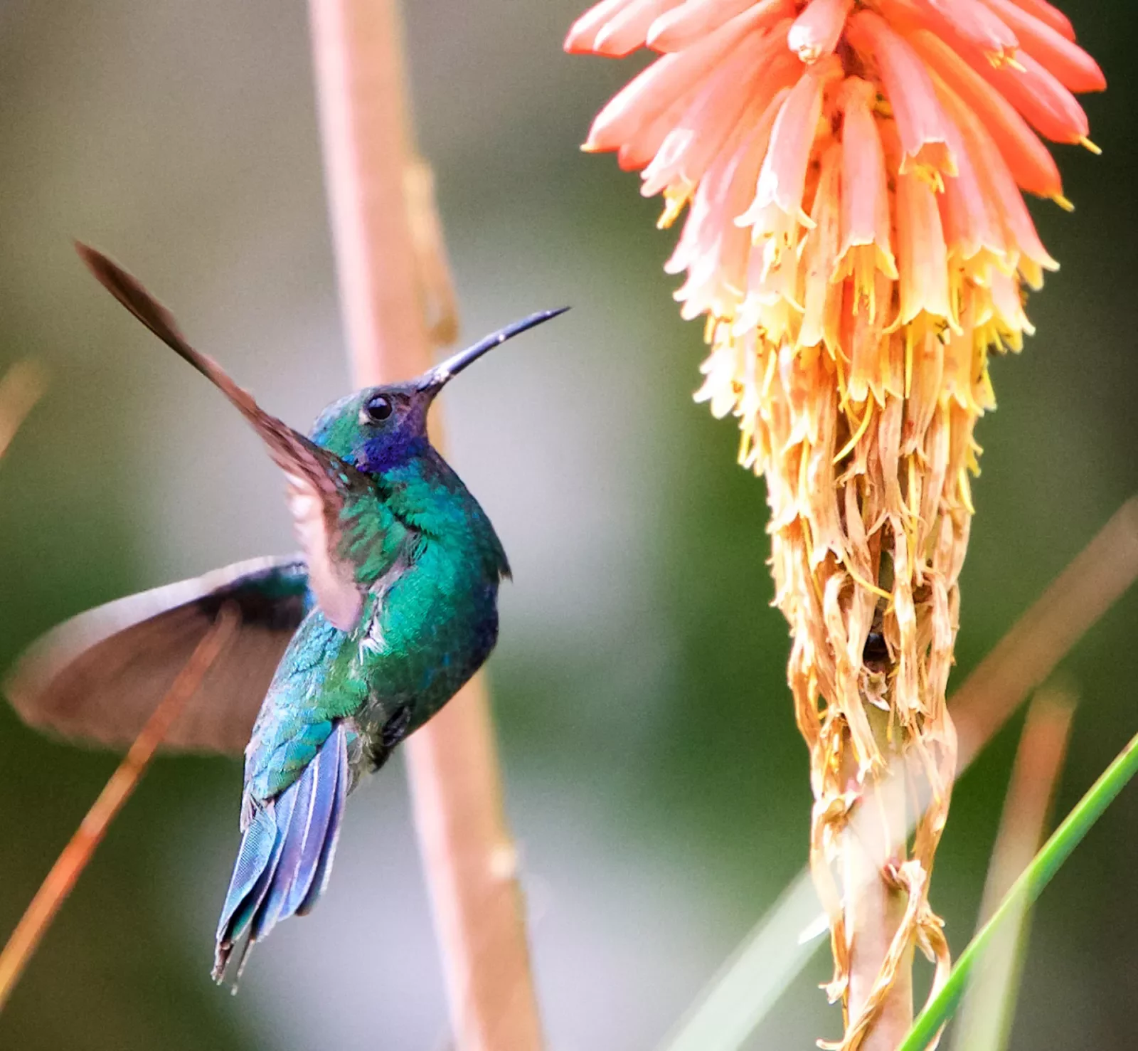 A hummingbird approaches a flower