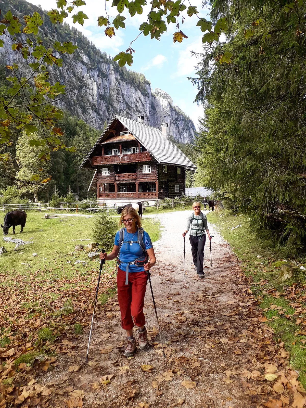 Two women with walking sticks hiking in front of two cows