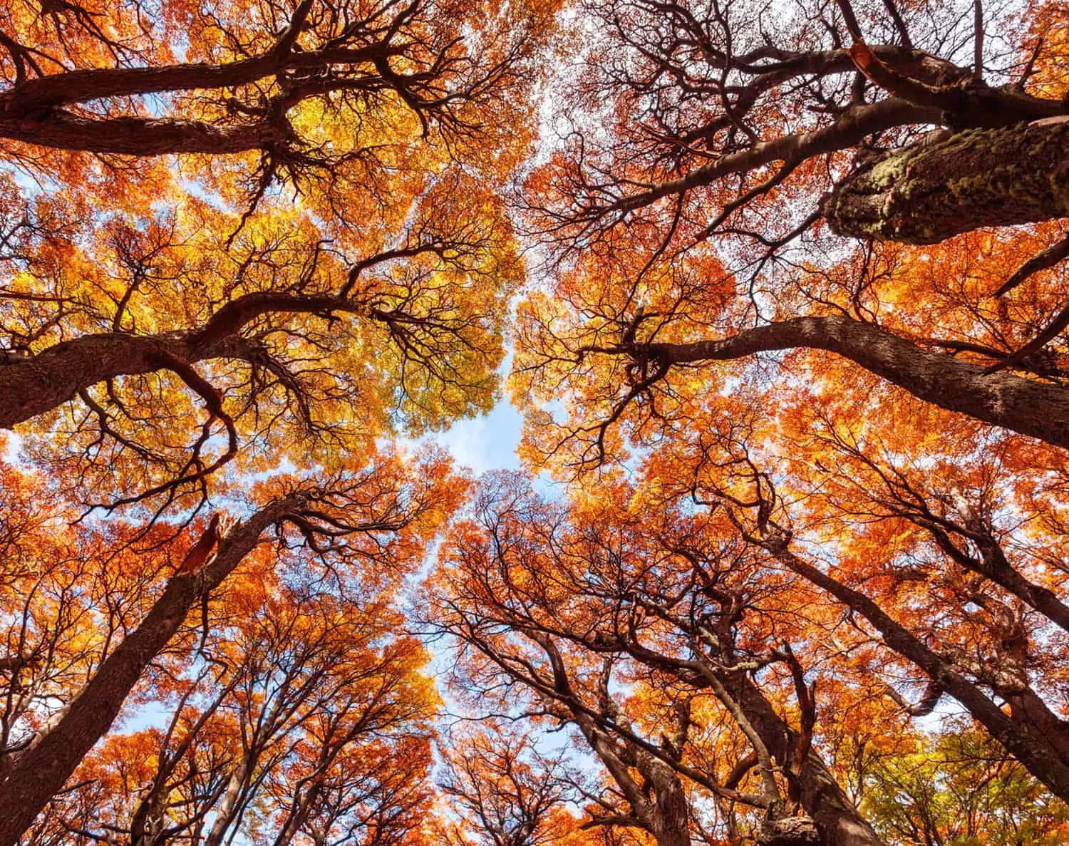 Ground view of trees with orange and yellow leaves
