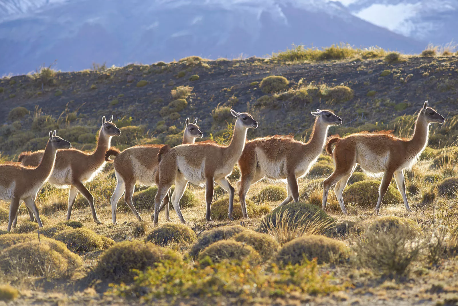 Herd of alpacas walking through a valley