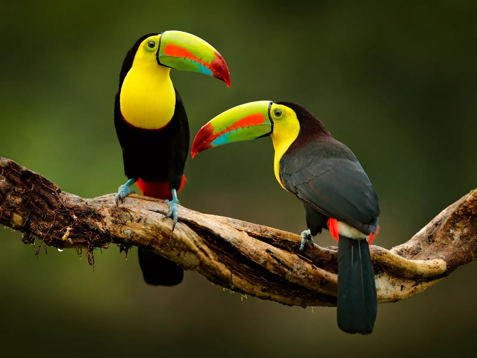 Two toucan birds with colorful beaks