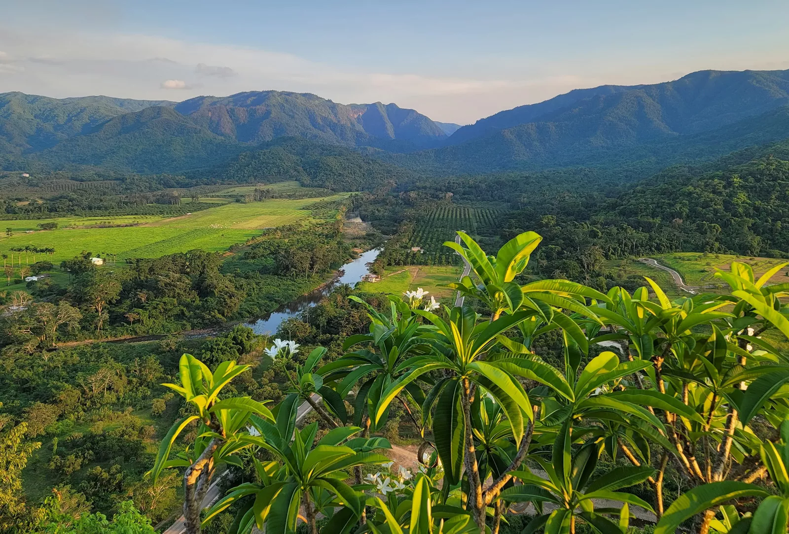 Sky view of crop fields with large plants