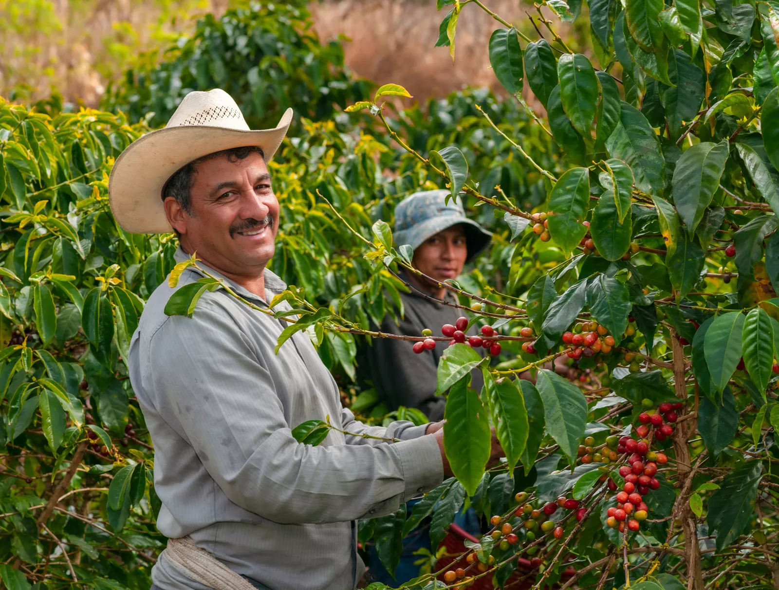 Two farmers smiling while picking berries from a plant