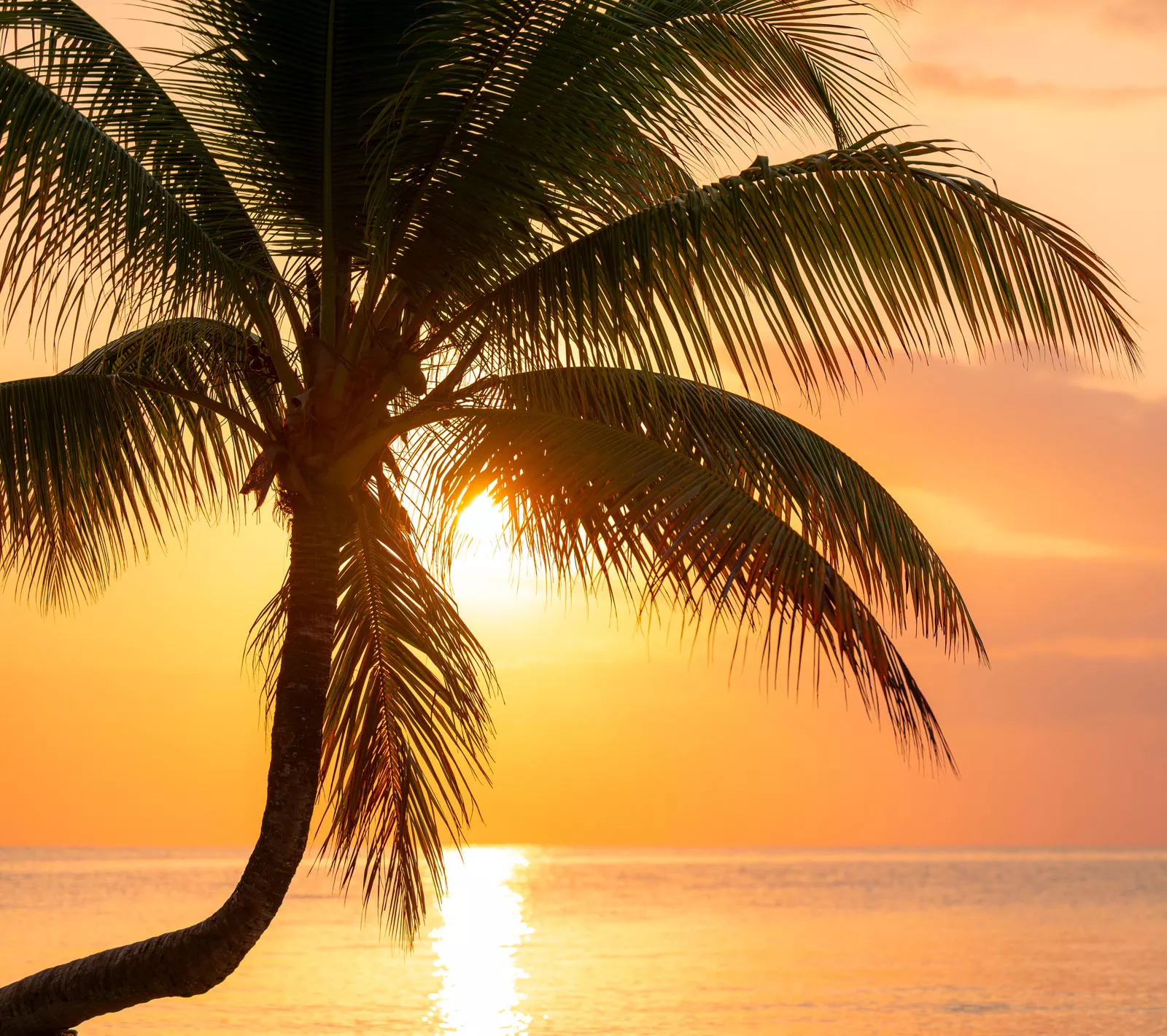 Palm tree with the sunset in the background