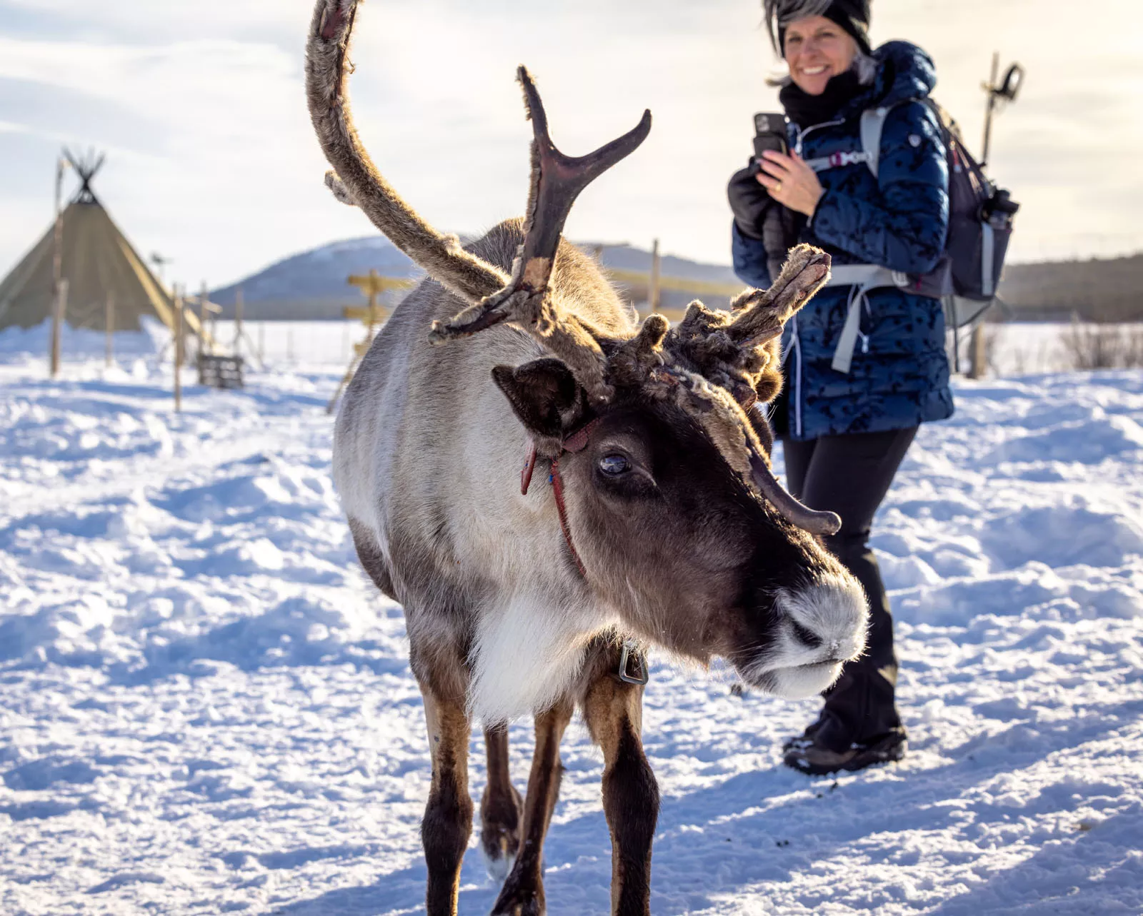 Elk with large antlers walking through a field of snow