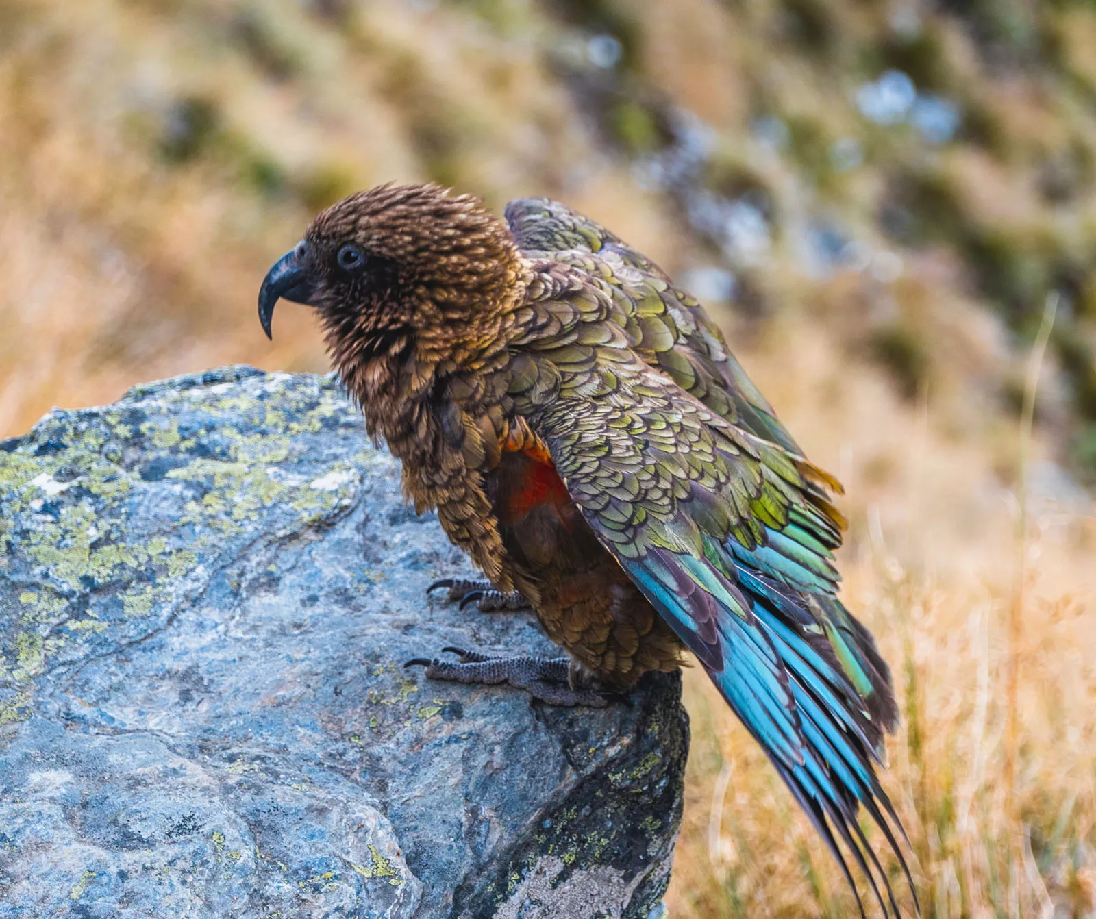 Falcon sitting on a rock with colorful feathers
