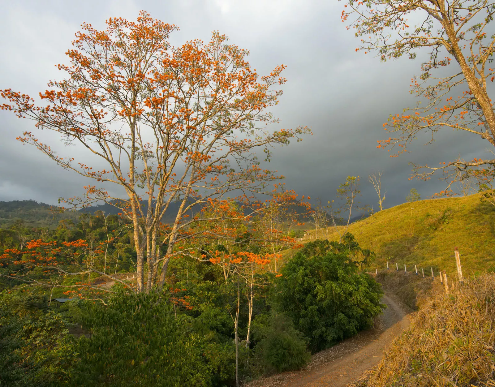 Valley with tall trees and bushes, with cloudy skies