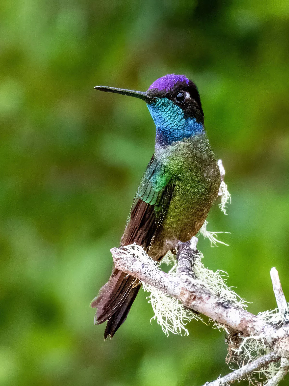 Colorful hummingbird with purple and blue feathers