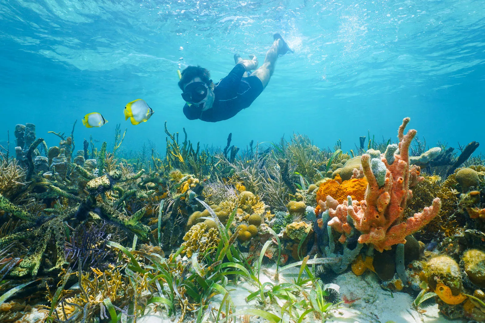 Man scuba diving in the ocean with coral reefs