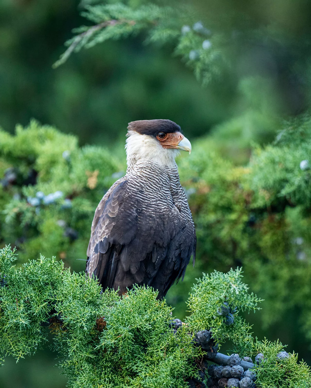 Falcon sitting on a branch full of leaves