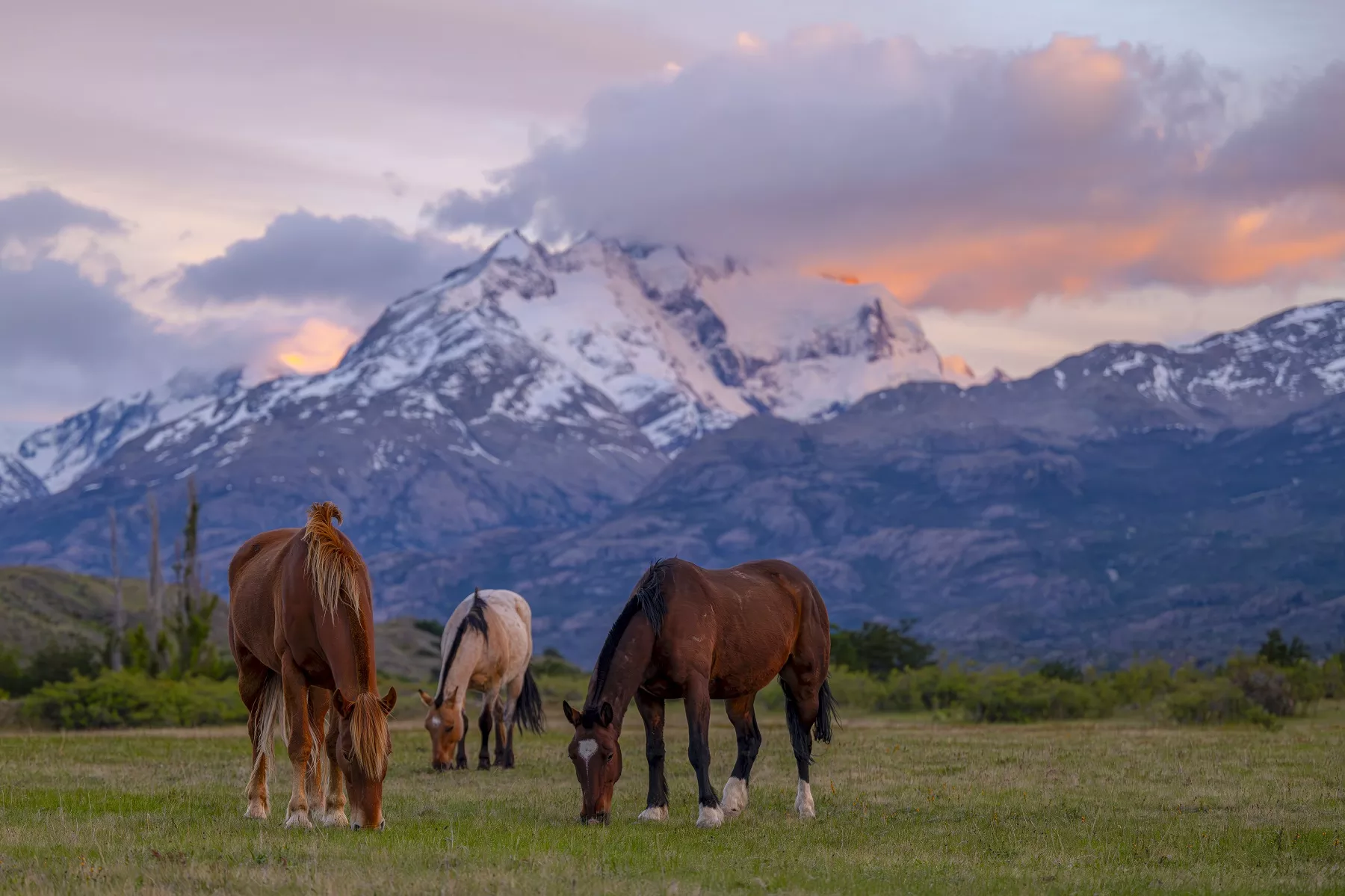 Three horses eating grass from an open field with mountains in the distance