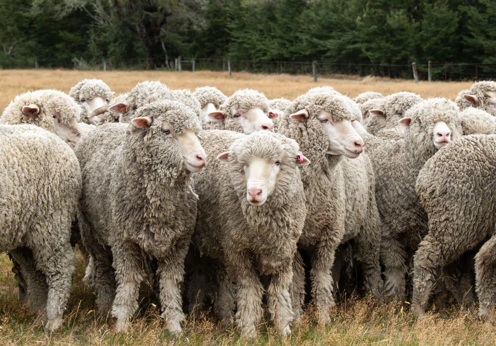 Herd of sheep on in a valley