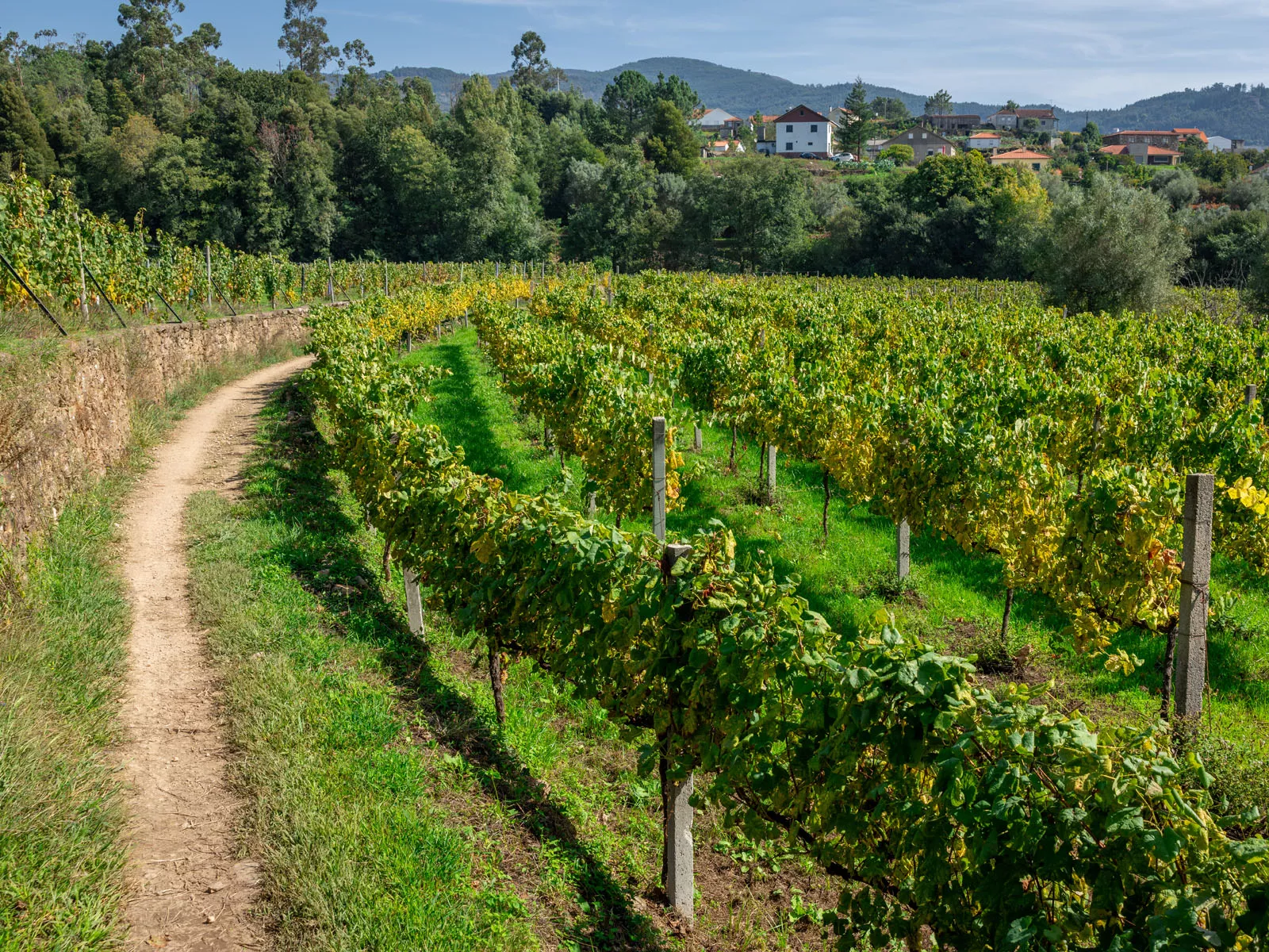 Large vineyard with houses in the distance